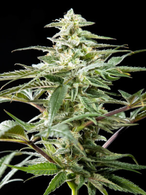 CBD Rich Candy CBD Rich Candy