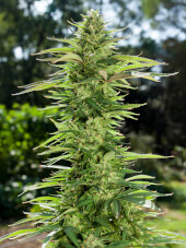 Early Gelato