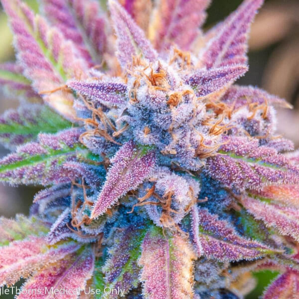 Amherst Sour Diesel x Somango