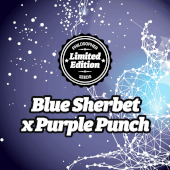 Blue Sherbet x Purple Punch