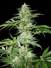 Fruity Jack x Animal Cookies