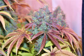 West Coast Sour Diesel x Girl Scout Cookies 