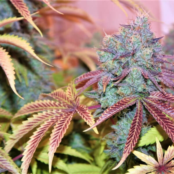 West Coast Sour Diesel x Girl Scout Cookies 