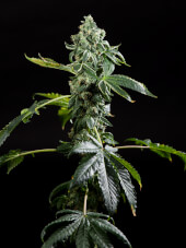 Blue Sherbet x Do-Si-Dos