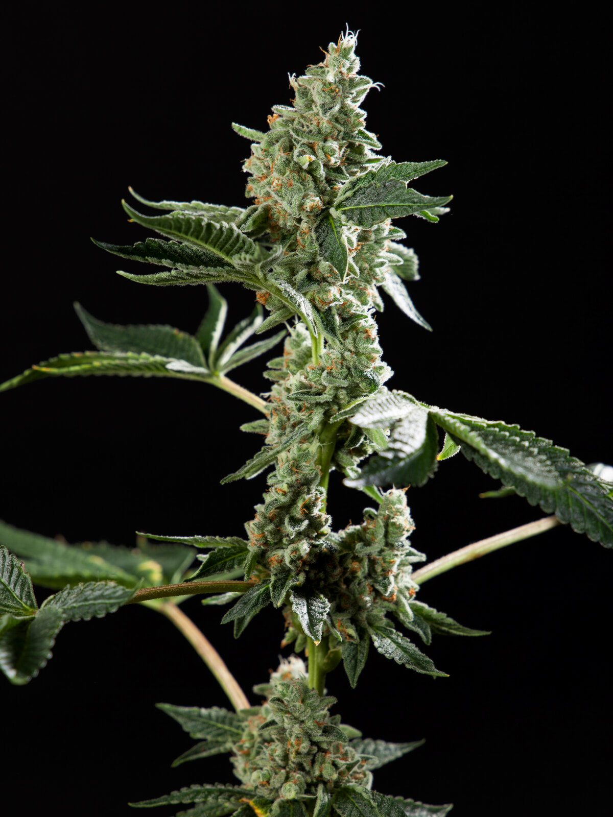 San Fernando Valley OG x Do-si-Dos 