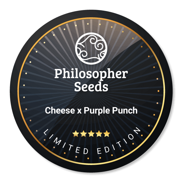 Cheese x Purple Punch