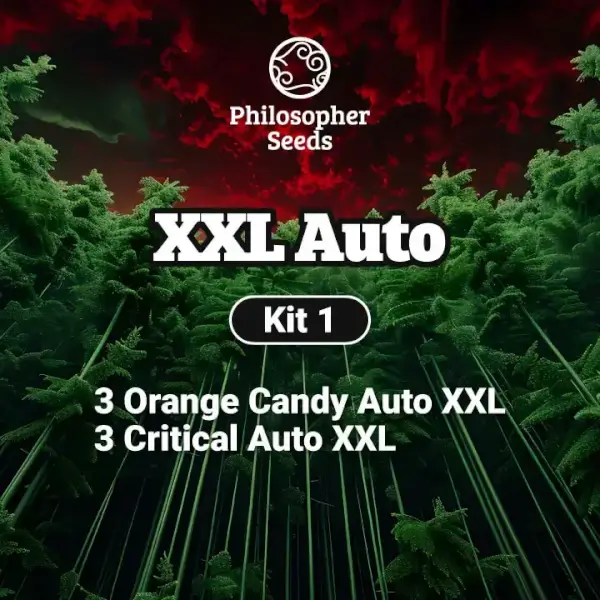 Kit XXL Auto