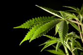 Philo Skunk / Gokunk