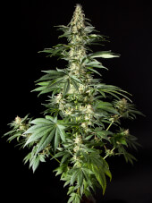 Diesel Tangie / Heaven's Fruit