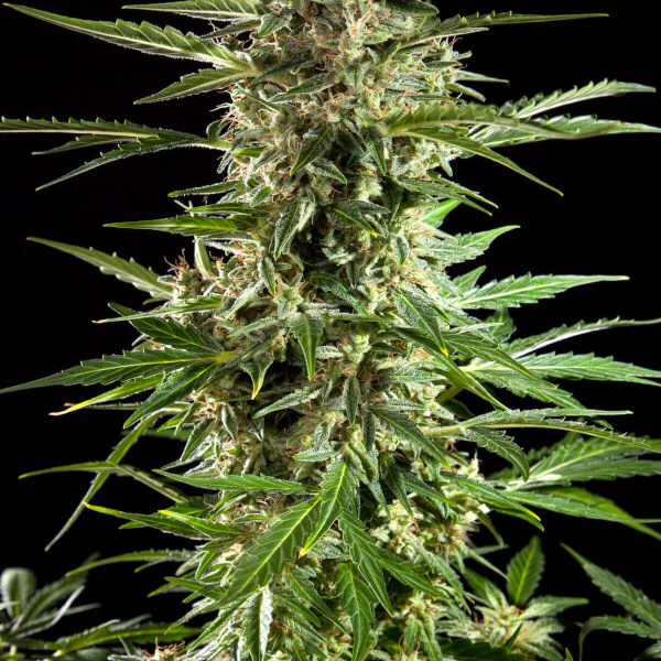Cheesy Auto CBD
