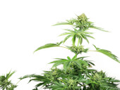 Skunk #1