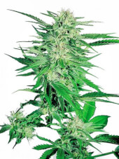 Big Bud
