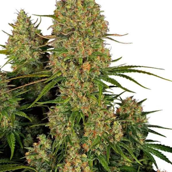Sticky Orange XXL Auto