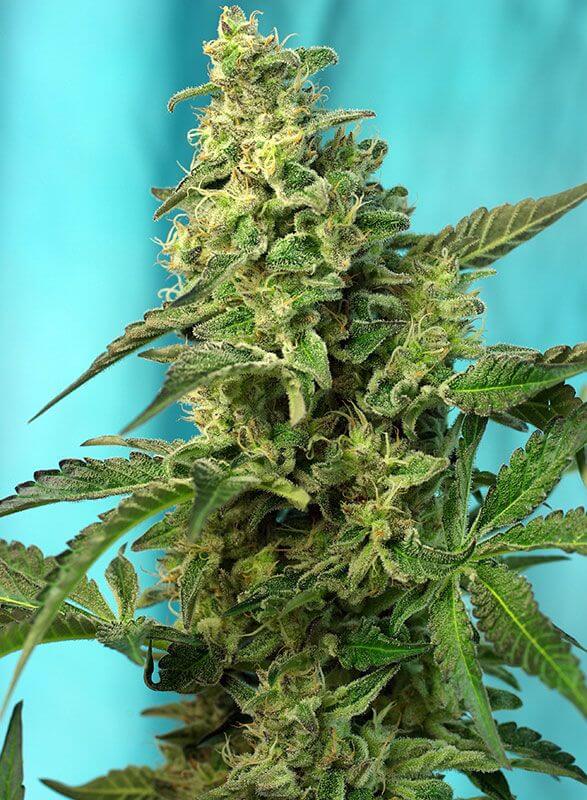 Green Poison F1 Fast Version 