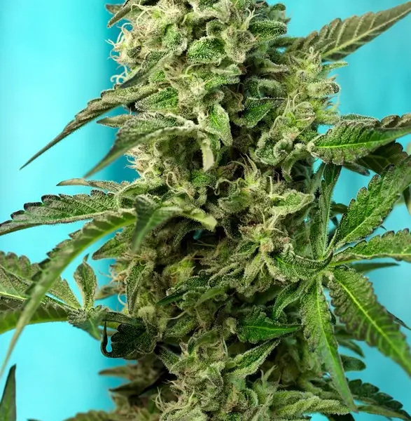 Green Poison F1 Fast Version 