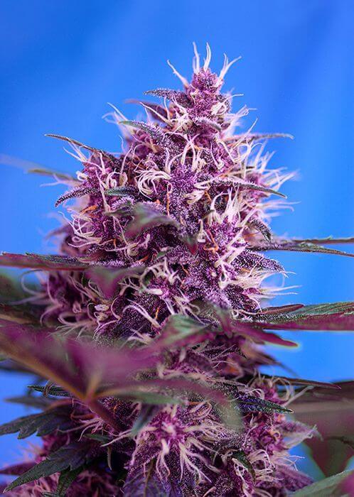 Red Poison Auto 