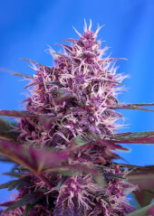 Red Poison