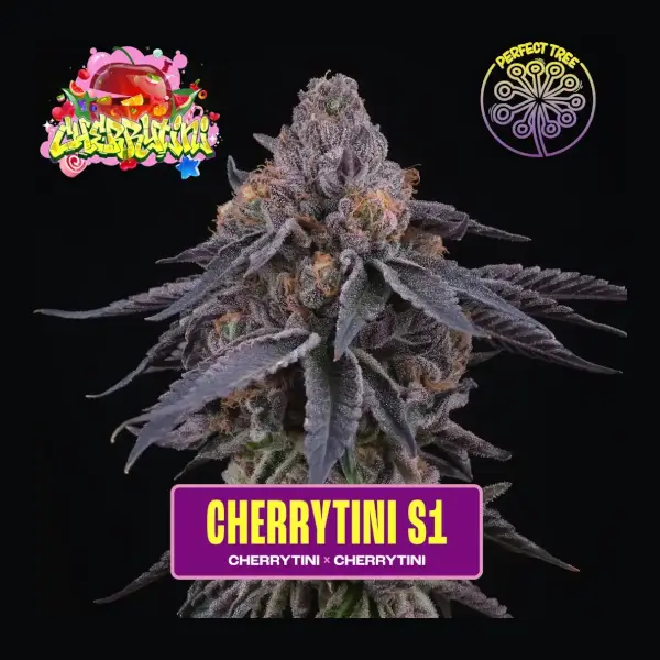 Cherrytini S1