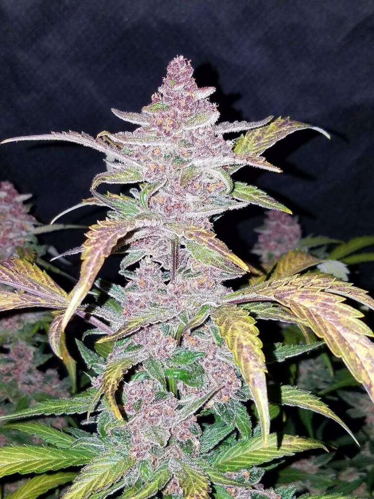 Blackberry Auto