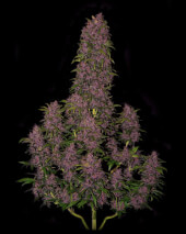 Crystal Meth Auto