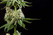 Corleone Kush x Do-Si-Dos Fem