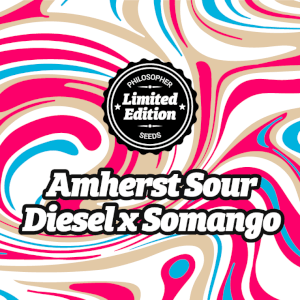 Amherst Sour Diesel x Somango