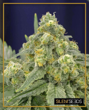 Amnesia Lemon