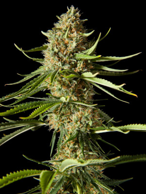 Amnesika 2.0 promo Philosopher Seeds