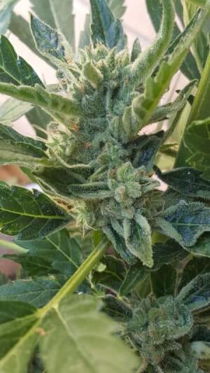 Banana Zkittlez Auto promo Philosopher Seeds