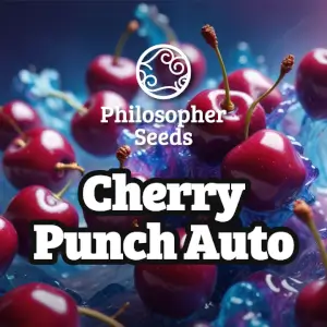 Cherry Punch Auto 