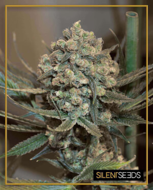 Gorilla Punch Auto, sweeter and more powerful cannabis