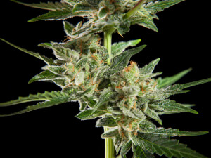 Fraggle Skunk Auto Promo Philosopher Seeds