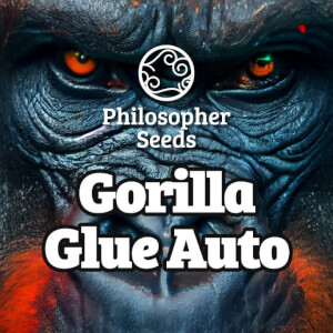 Gorilla Glue Auto 