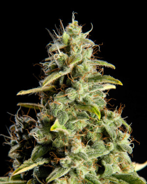 Orange Candy Promo Philosopher Seeds