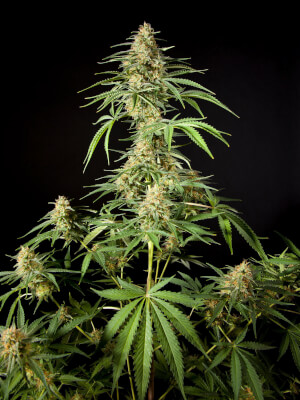 Philo Skunk Fem Promo Philosopher Seeds