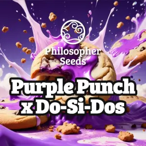 Purple Punch x Do-Si-Dos