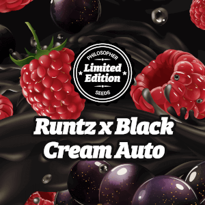 Runtz x Black Cream Auto