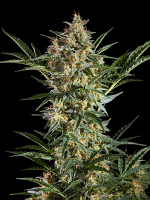 Sleepy Yoda Auto Promo Philosopher Seeds