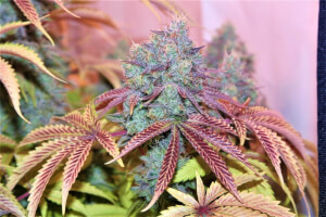 West Coast Sour Diesel x Girl Scout Cookies 