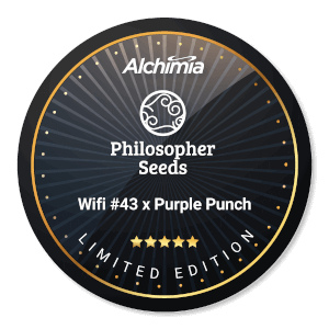 Wifi #43 x Purple Punch