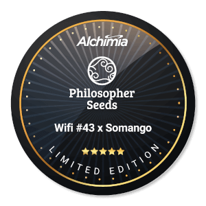Wifi #43 x Somango