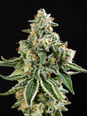 Corleone Kush x Do-Si-Dos Fem