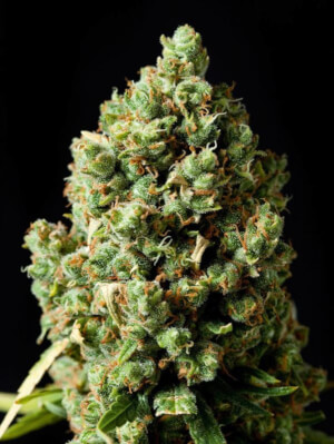 Critical Kush