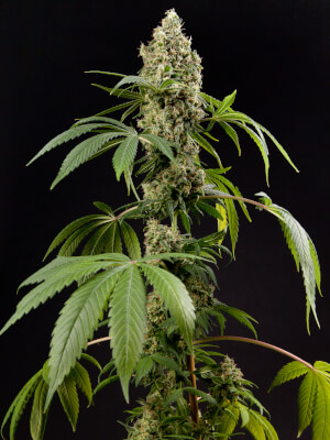 Guava Berry Kush / Guayita