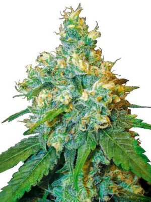 Jack Herer