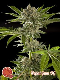 Nepal Gum OG Regular