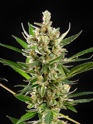 Wedding Cake Auto