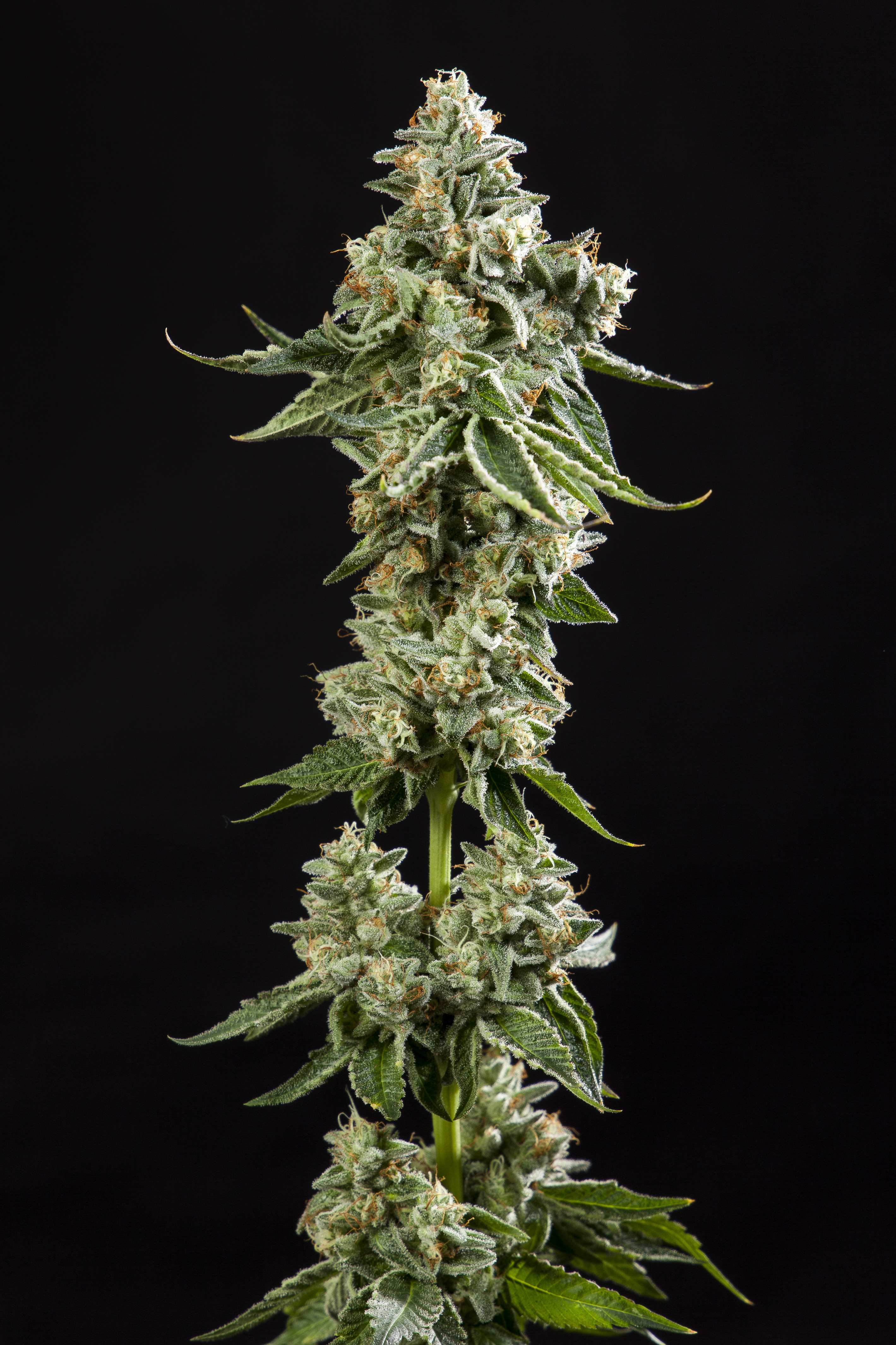 Corleone Kush Seeds