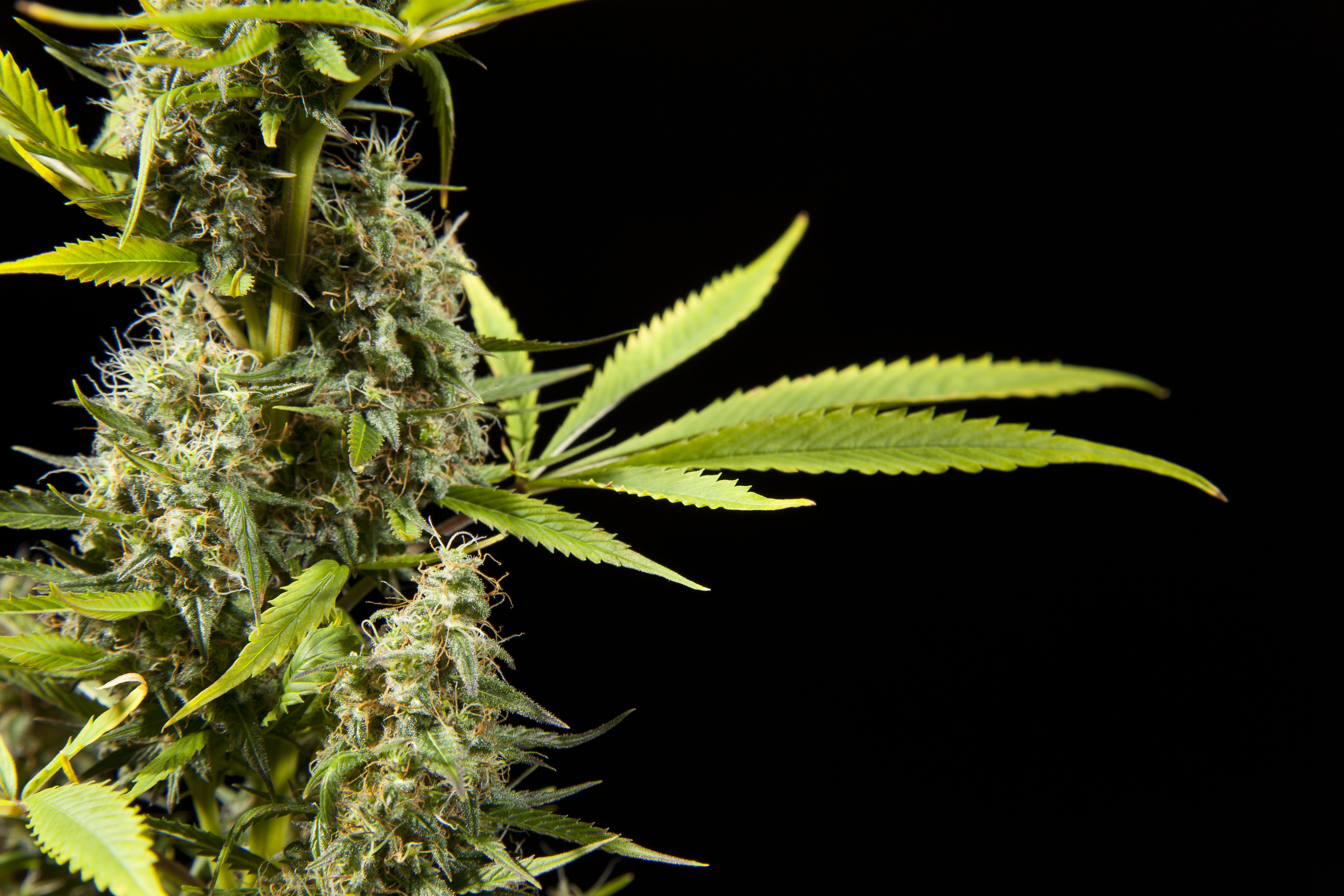 Lucky 8 Auto >> Early Maroc - Graines Philosopher Seeds Lucky 8 Auto >> Early Maroc - Graines Philosopher Seeds