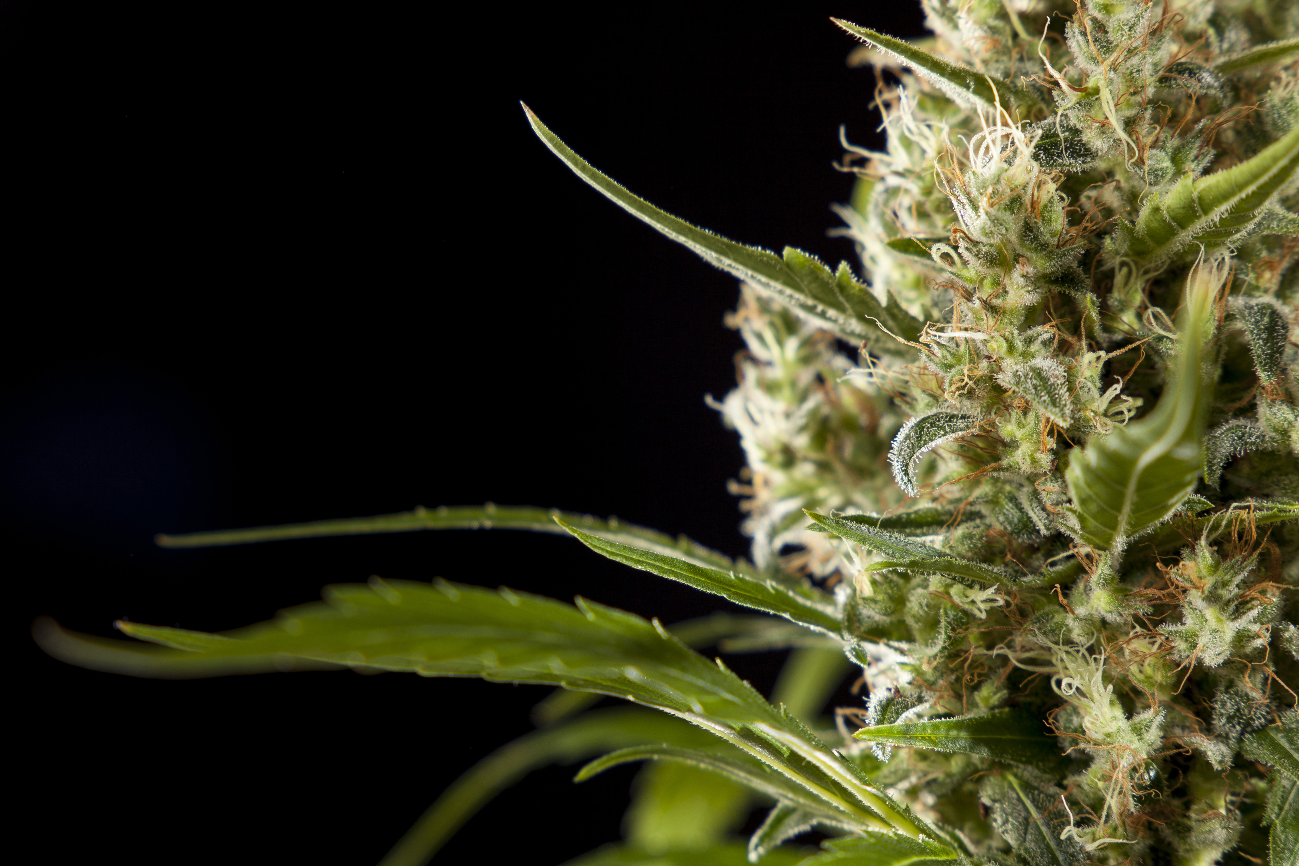 Daisey Haze